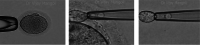 Fig.1