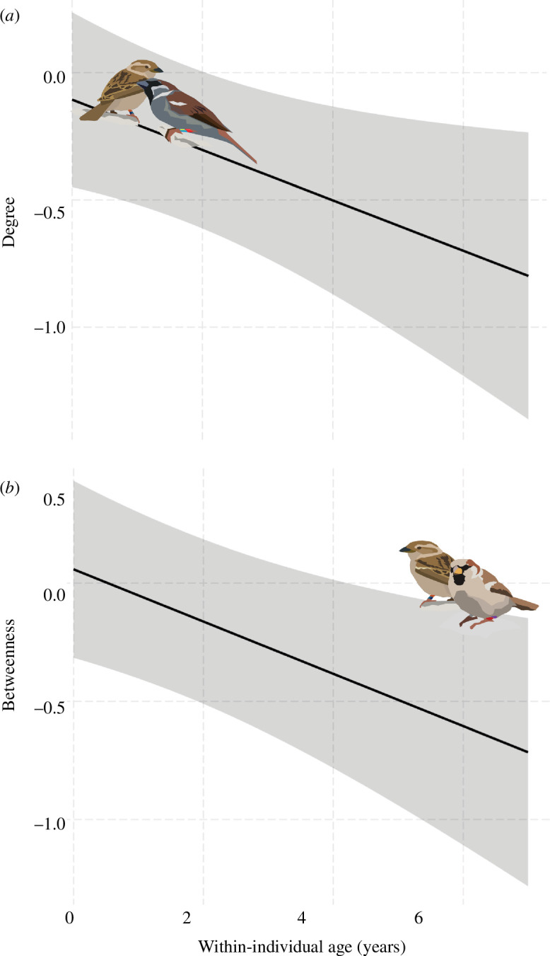 The predicted relationship of degree (a) and betweenness (b) with within-individual age (x-axis) in Lundy Island house sparrows.