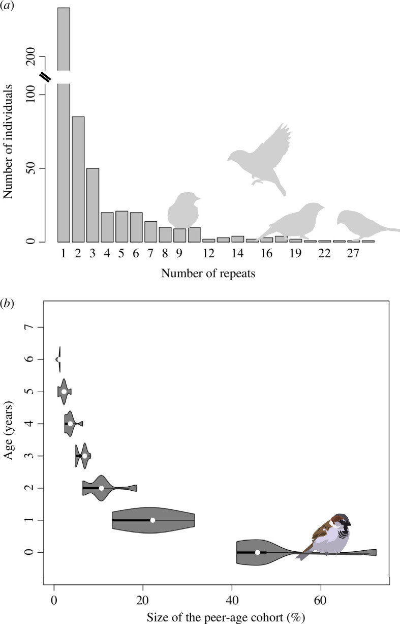 The number of repeated observations of individuals, and their relative ages.