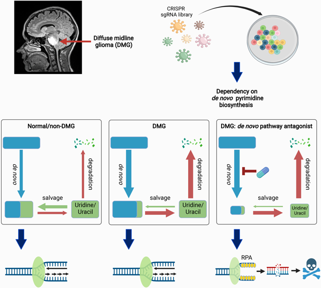 graphic file with name nihms-1829586-f0001.jpg