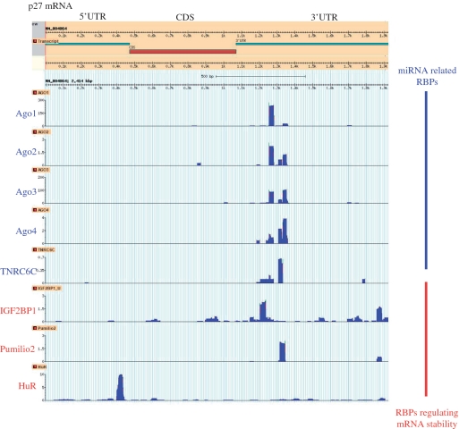 Deciphering The Role Of Rna-binding Proteins In The Post 