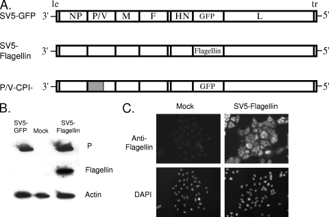 FIG. 1.