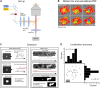 Figure 1—figure supplement 1.