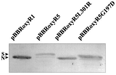 FIG. 4