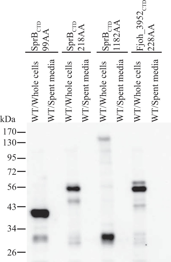 FIG 11