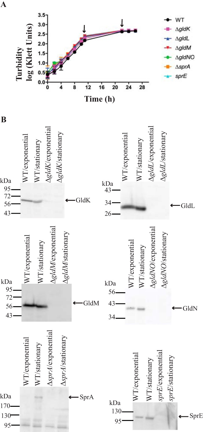 FIG 3