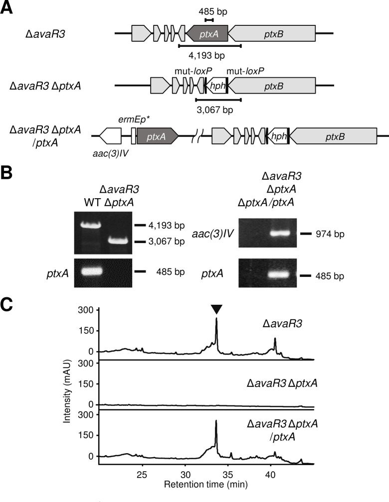 Fig 3