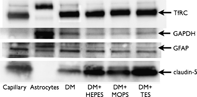 Fig. 6