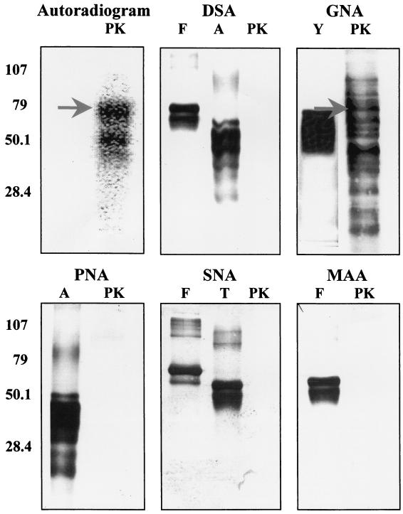 FIG. 3.