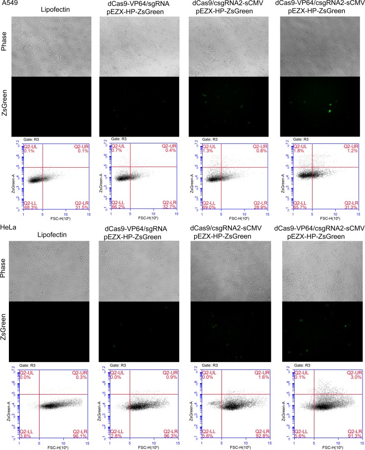 Figure 2—figure supplement 3.