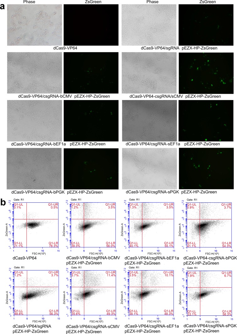 Figure 5—figure supplement 1.