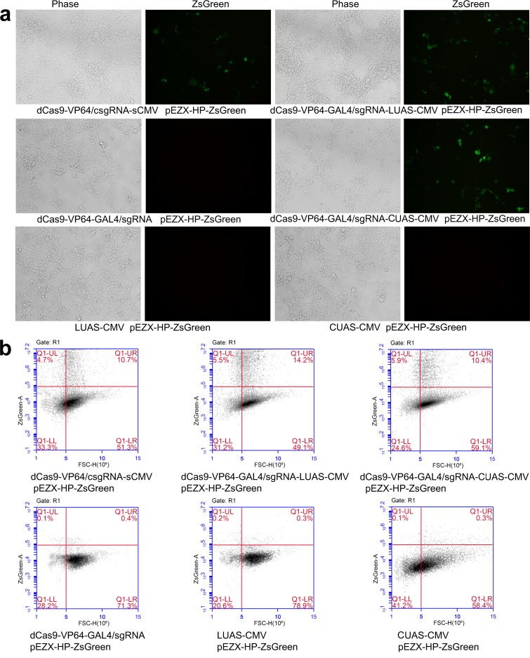 Figure 6—figure supplement 1.