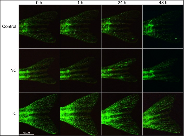 Fig 6