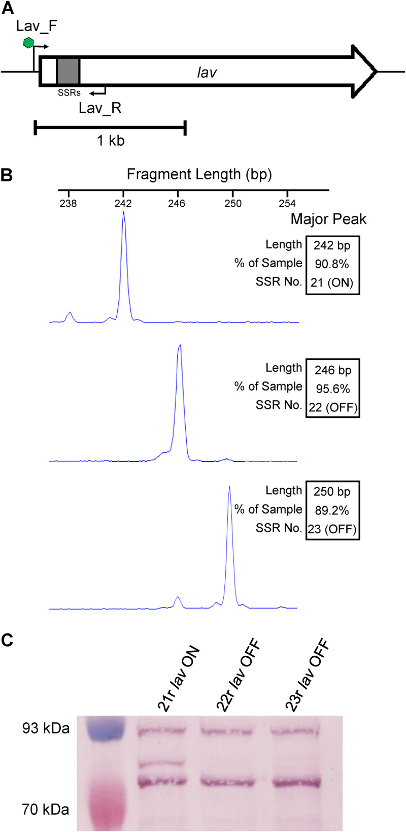 FIG 1