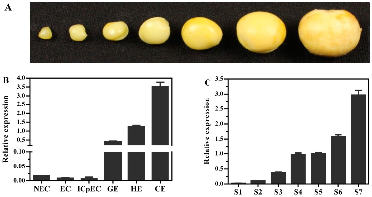 Figure 7