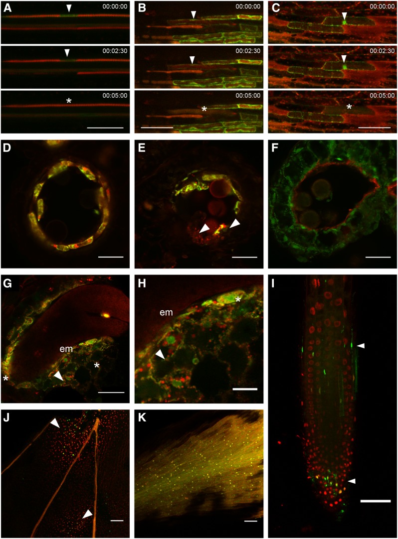 Figure 3.