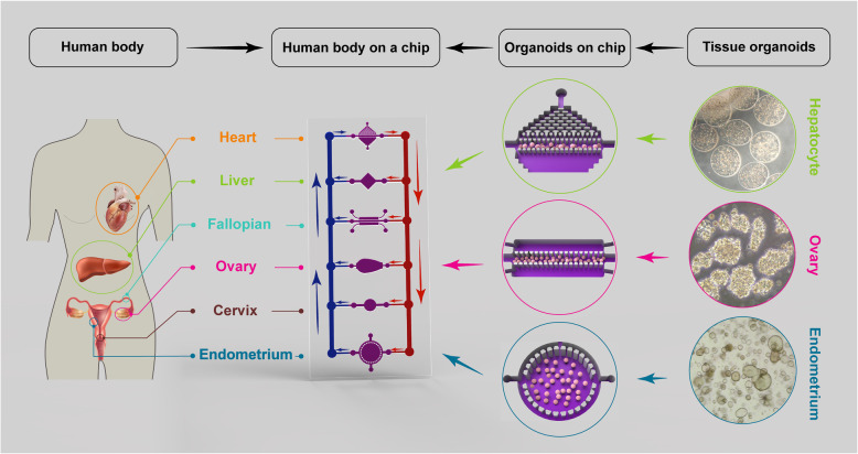 Fig. 2