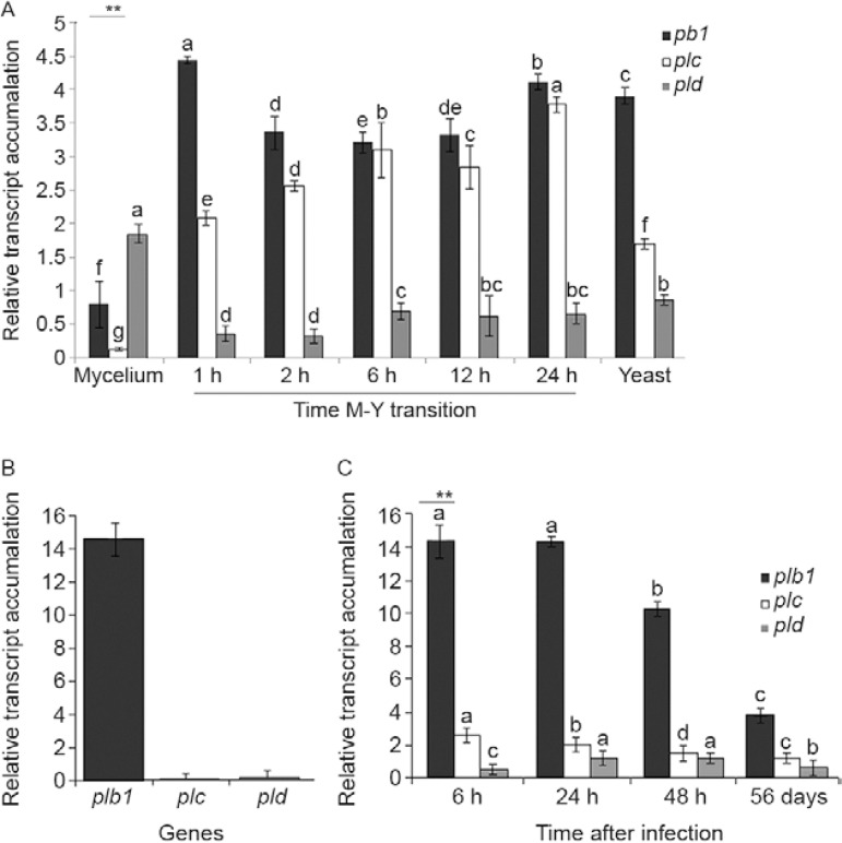 Real time reverse transcription-polymerase chain reaction. Analysis of
phospholipase (PL) gene ( plb 1, plc , and pld ) transcript level during
Paracoccidioides brasiliensis dimorphic mycelium-to-yeast (M-Y) transition.
Mycelial cells grown for 48 h at 26ºC were submitted to temperature shift to
35ºC to induce their differentiation into yeast cells. Samples were
collected at 1 h, 2 h, 6 h, 12 h, and 24 h and yeast cells grown at 35ºC.
Results are expressed as means and standard error (SEM) of three technical
replicates. RNA was isolated from pooled three independent experiments. Î"CT
values were used for statistical analysis (Livak & Schmittgen 2001)
using P. brasiliensis Î±-tubulin gene as the internal control {**: p <
0.01 (ANOVA, Tukey-Kramer test)} (A). P. brasiliensis yeast cells 6 h after
MH-S cell interaction. In all experiments, MH-S cells and opsonised yeast
cells were incubated at a yeast-to-macrophage ratio of 1:5 at 37ºC in an
atmosphere of 5% CO 2 , as described. Results are expressed as
means and SEM of three technical replicates. RNA was isolated from pooled
three independent experiments. The expression of each target gene is
presented as fold change normalised to the reference gene Î±-tubulin and
relative to the respective yeast PL genes obtain from yeast cells grown on
Fava-Netto medium at 35ºC (B). P. brasiliensis yeast cells during BALB/c
mice lung infection. Results are expressed as the means and SEM of three
technical replicates. Five-10 mice per time point were used. The expression
of each target gene is presented as fold change normalised to the reference
gene Î±-tubulin and relative to the respective yeast PL genes obtain from
yeast cells grown on Fava-Netto medium at 35ºC {**: p < 0.01 (ANOVA,
Tukey-Kramer test)} (C).