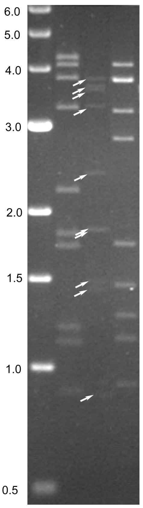 FIG. 7.