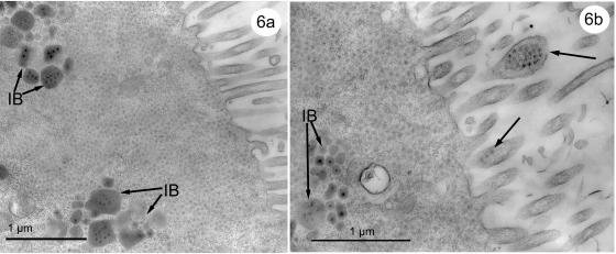 FIG. 6.