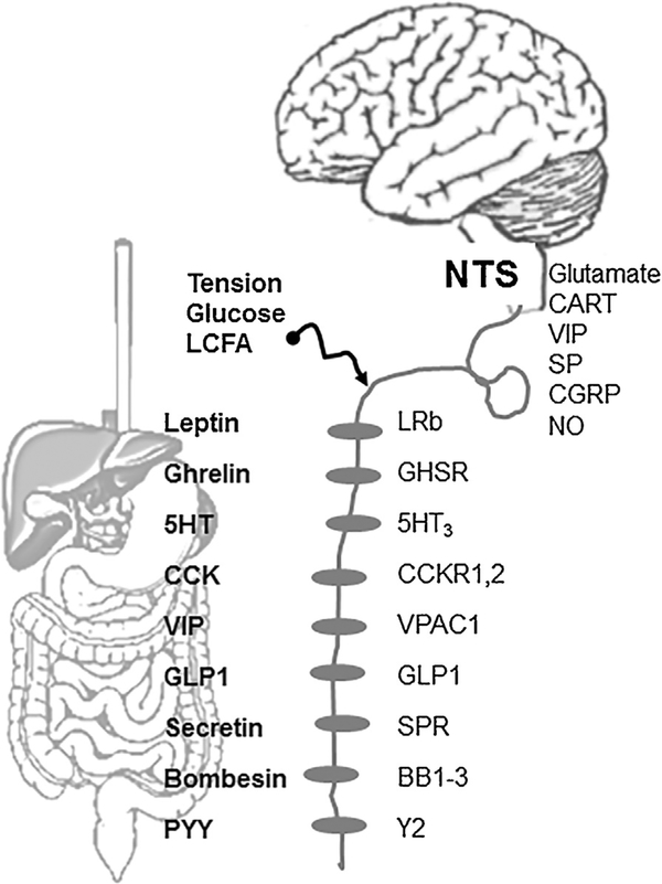 Fig. –