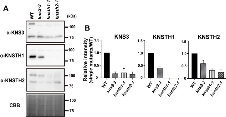 Fig. 11.