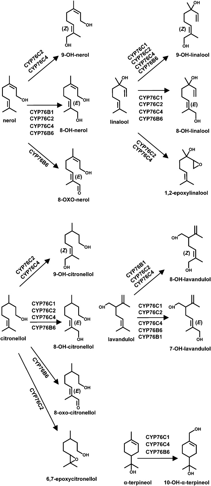 Figure 4.