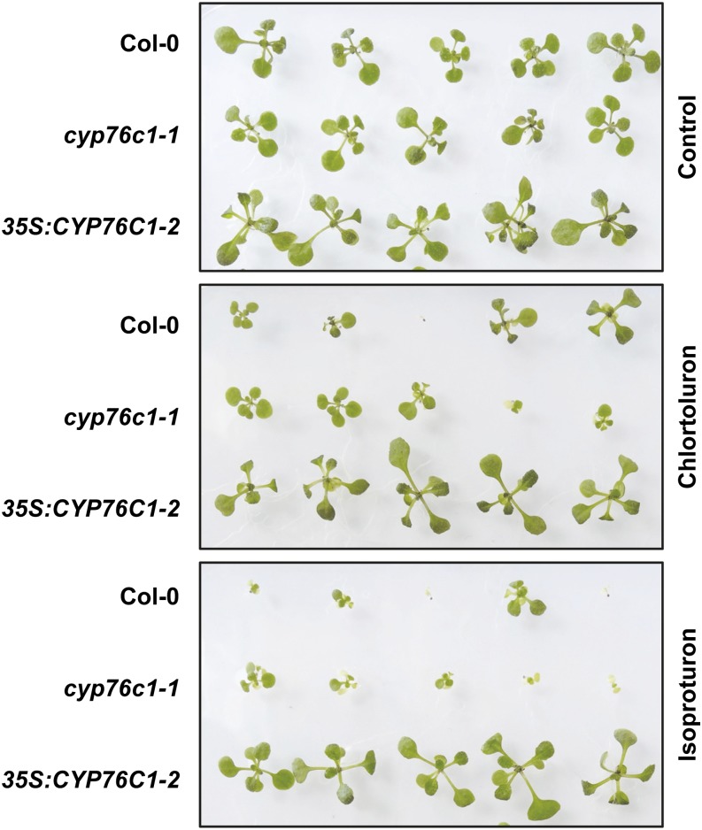 Figure 6.