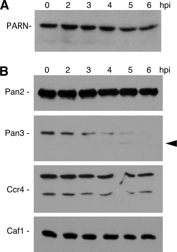 FIG. 7.