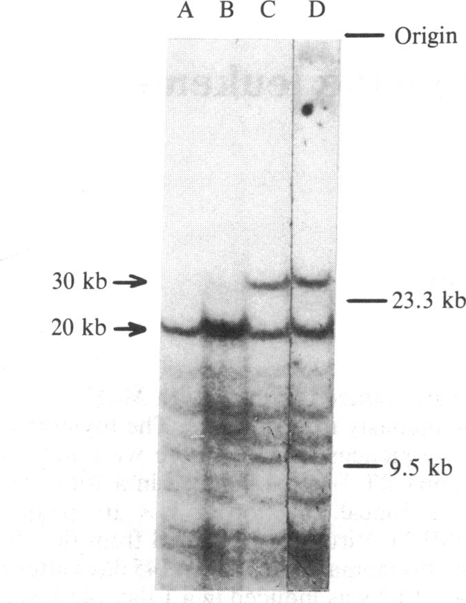 graphic file with name pnas00608-0175-a.jpg