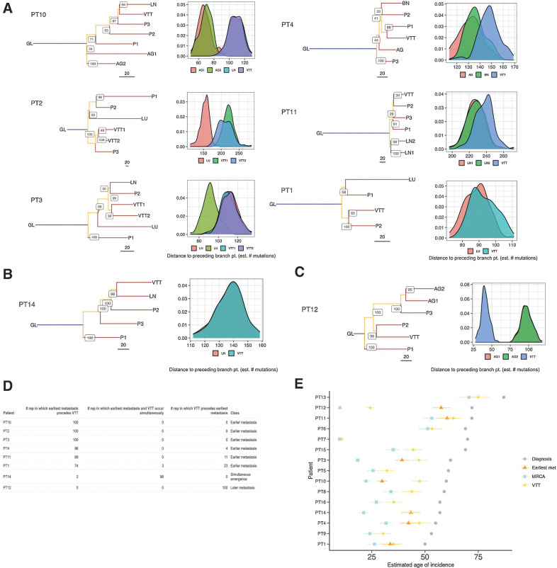 Figure 3. Phylogenetic timing analyses of eight metastatic RCC tumors with VTT. A–C, Mutational phylogenies and reconstruction robustness for eight RCC tumors with VTT and distant metastasis. Internal node labels on the phylogenetic trees display the number of bootstrap replicates supporting each node (i.e., the certainty out of 100 that the placement of a particular node is supported). Density plots illustrate the distribution of path lengths to the parent nodes of all non-primary regions derived from 100 bootstrap replicates of the tree building process. The following are the region labels: GL, germline; P, primary tumor; VTT, venous tumor thrombus; AG, adrenal gland metastasis; LN, lymph node metastasis; LU, lung metastasis; BN, brain metastasis. A, Patients with early emergence of metastases relative to VTT. B, Patient with near-simultaneous emergence of VTT and the earliest assayed metastases, with both emerging from the same branch. C, Patient with late emergence of metastases relative to VTT. D, Table showing the number of bootstrap replicates in which phylogenetic tree reconstruction resulted in earlier, simultaneous, or later emergence of the earliest metastasis relative to the VTT. E, Timing estimates generated with linear mixed effects models of the emergence of MRCA, the immediate ancestor of the earliest metastasis, and the immediate ancestor of the VTT, relative to the age at diagnosis. Error bars indicate 95% confidence intervals generated by parametric bootstrapping of the i.i.d errors.