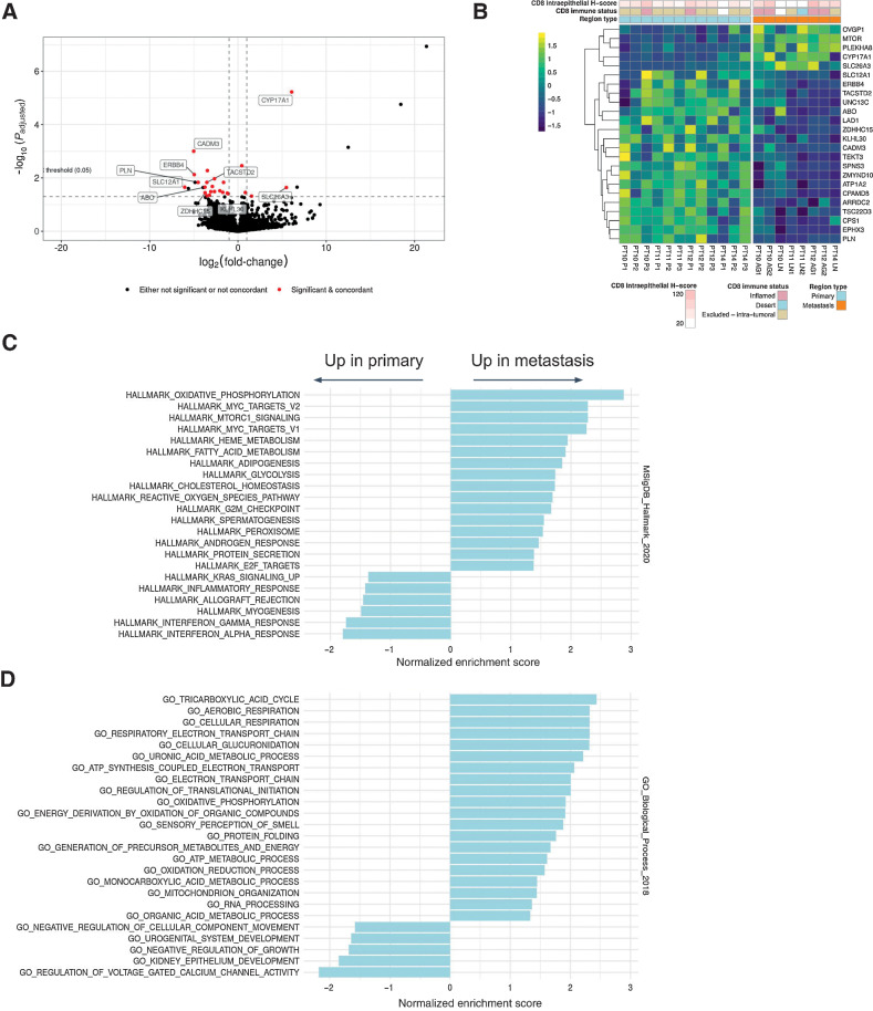 Figure 5. Differential gene expression analysis of primary tumor versus metastasis. A, Volcano plot showing log-fold changes and Padjusted values for differentially expressed genes (primary vs. metastasis). B, Heatmap showing expression values of differentially expressed genes between primary and metastatic regions. Expression values are normalized per gene and per patient. C, Significantly enriched or depleted Hallmark pathways in metastases relative to primary regions as determined by GSEA. D, Significantly enriched GO Biological Process terms enriched or depleted in metastases relative to primary regions as determined by GSEA. Significance is defined as the Padjusted value of ≤0.05 (Benjamini–Hochberg).