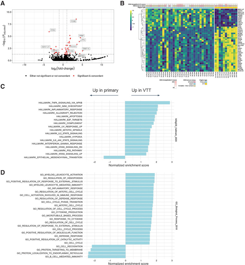 Figure 4. Differential gene expression analysis of primary tumor versus VTT. A, Volcano plot showing log-fold changes and Padjusted values for differentially expressed genes (primary vs. VTT). Genes highlighted in red were both significantly different and exhibited concordance in the directionality of their changes across regions and patients. A few non-concordant outliers have been removed for clarity of plotting. B, Heatmap showing expression values of differentially expressed genes between primary and VTT regions. Expression values are normalized per gene and per patient. C, Significantly enriched or depleted Hallmark pathways in VTT relative to primary regions as determined by GSEA. D, Significantly enriched GO Biological Process terms enriched or depleted in VTT relative to primary regions as determined by GSEA. Significance is defined as the Padjusted value of ≤0.05 (Benjamini–Hochberg).