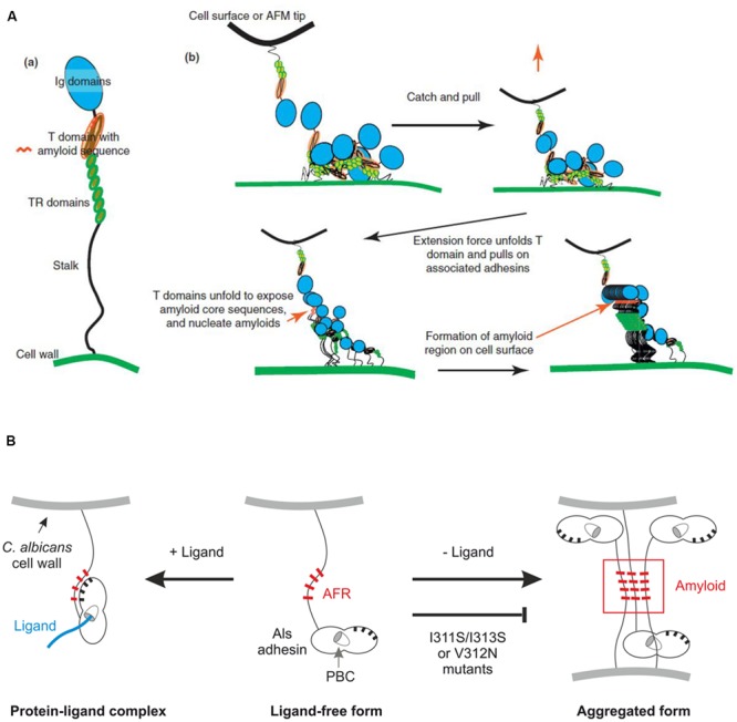 FIGURE 3