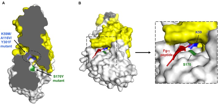 FIGURE 2