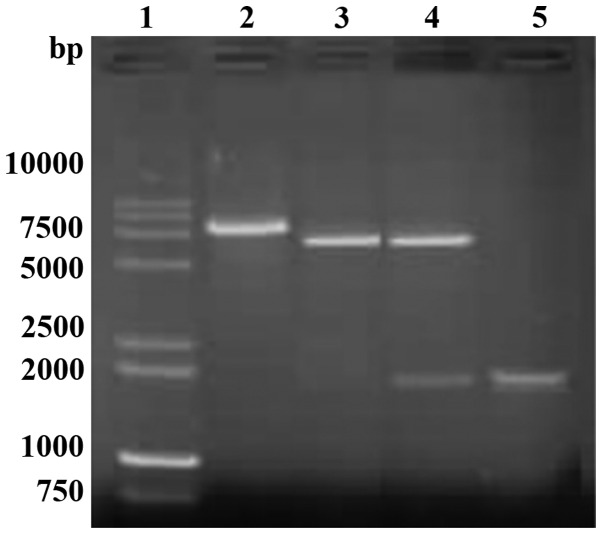 Figure 2.