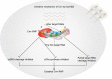 Graphical Abstract