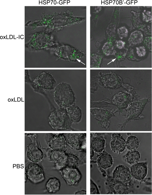 FIGURE 4.