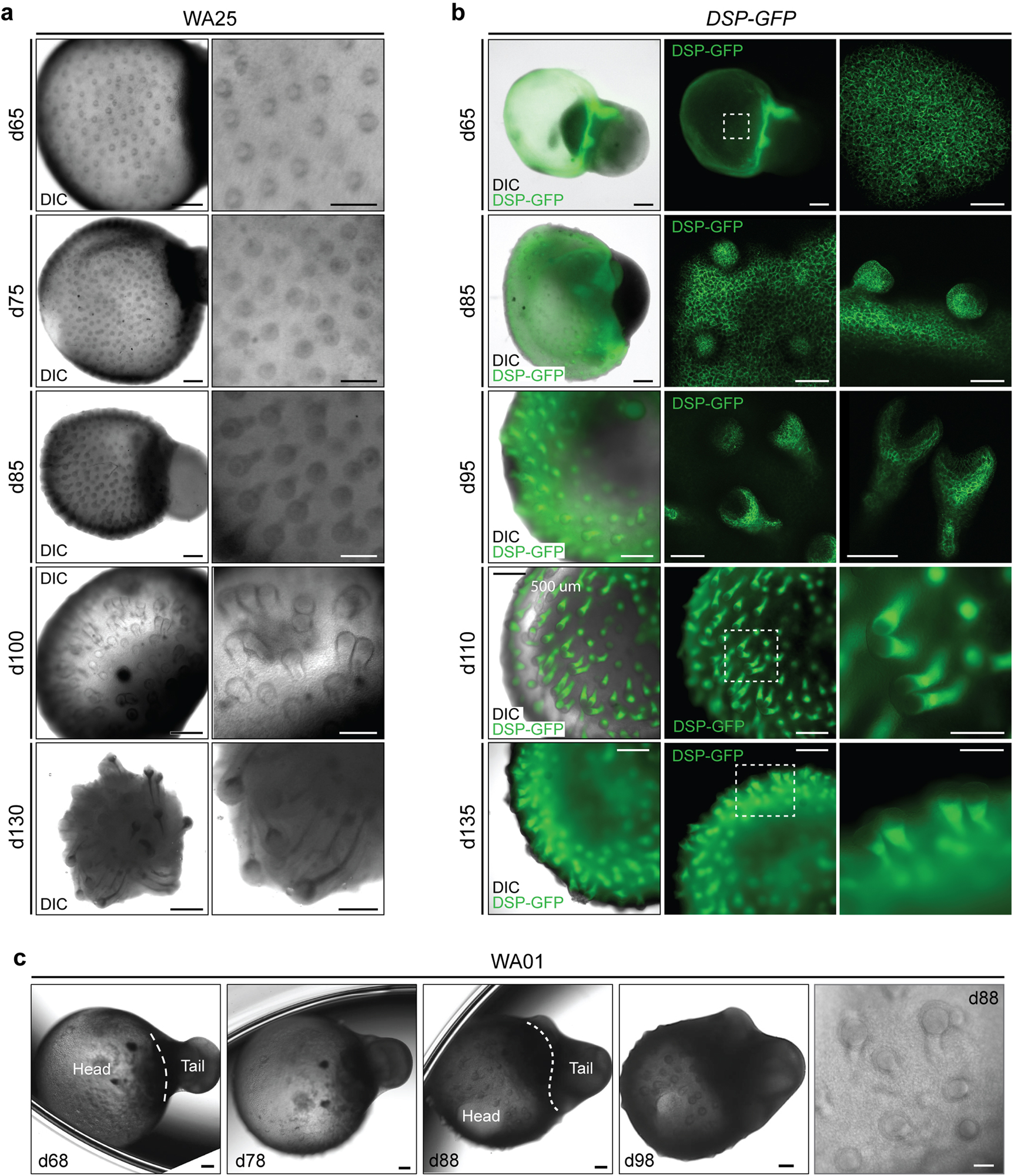 Extended Data Figure 3 |