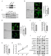 Fig.2