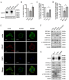 Fig.1