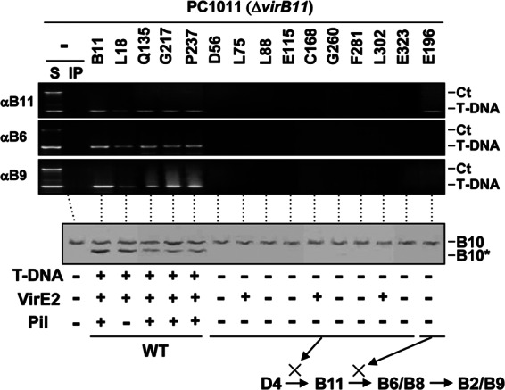 Fig 6