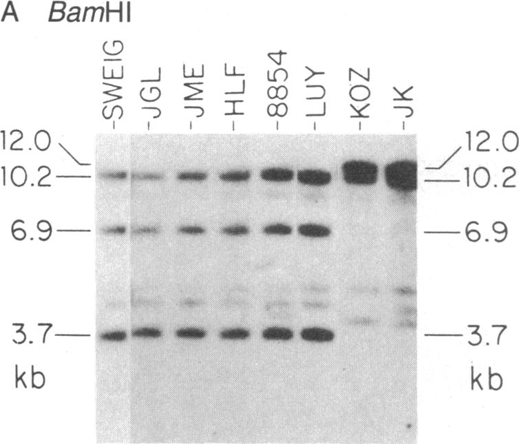 graphic file with name pnas00363-0347-a.jpg