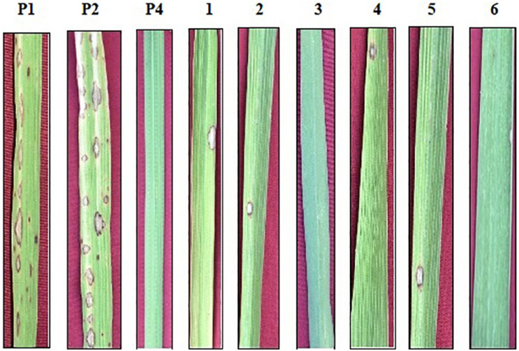 FIGURE 3