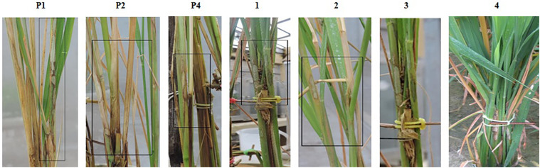 FIGURE 4