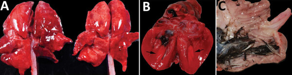 Figure 2,