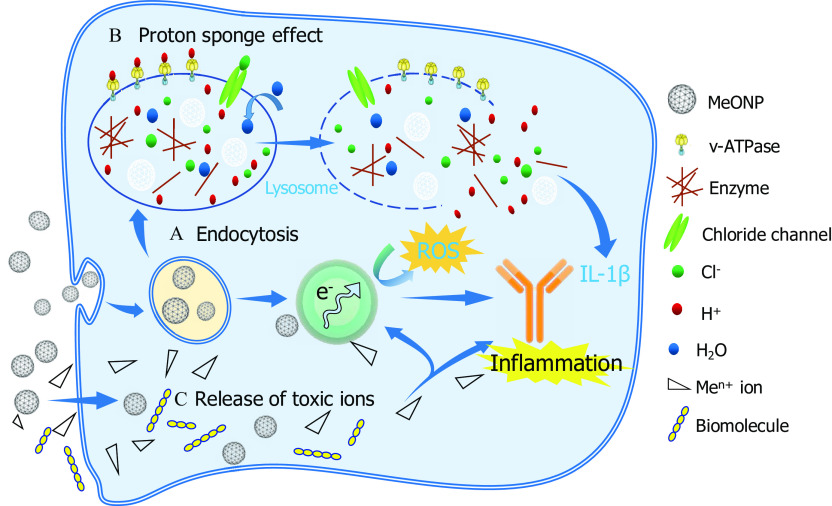 Figure 8 is a schematic diagram representing image of inflammatory mechanisms by metal oxide nanomaterials in three stages. Stage a titled Endocytosis includes MeONPs, leading to electrons and ross, leading to IL–1 beta. Stage b titled Proton sponge effect includes lysosomes, comprising v-ATPase, MeONPs, enzymes, positively charged H ions, negatively charged Cl ions, H subscript 2 O, and chloride channel, leading to each other. Stage c titled release of toxic ions includes biomolecules and Me superscript n positive ions, leading to electrons and IL-1 beta and inflammation in stage a. Stage a leads to stage b and stage b leads back to stage a. MeONPs are the input to stages a and c.