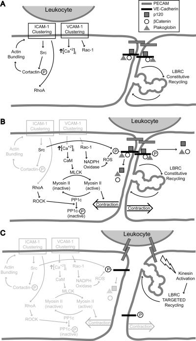 graphic file with name nihms-139892-f0001.jpg