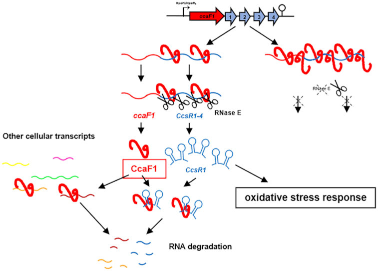 Graphical Abstract