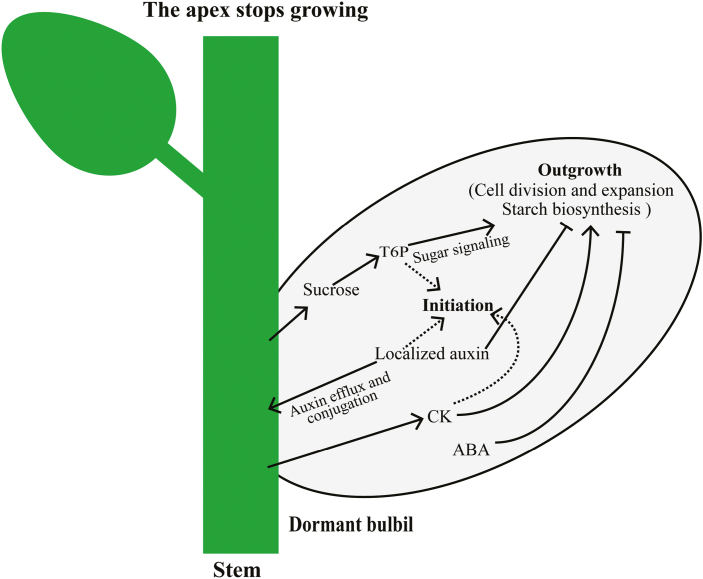 Fig. 8.